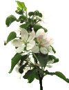 Apple Blossom